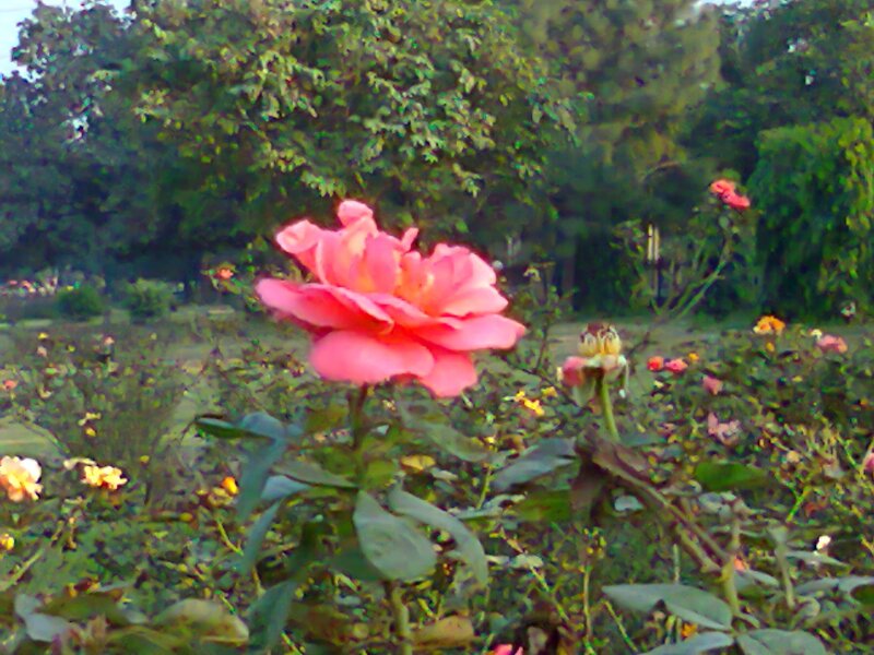 Pink Rose in Garden — Calm