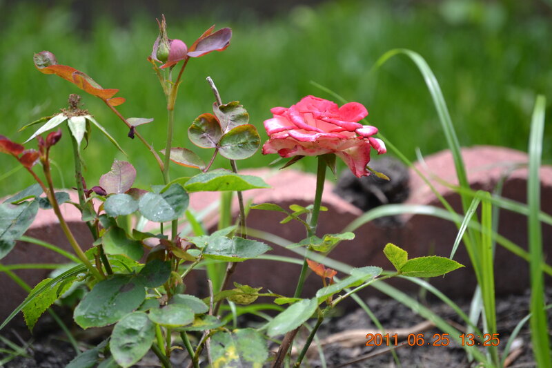 Pink Rose in Garden — Green, Natural