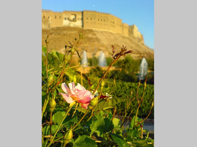 Pink Rose in Garden — Green, Serene