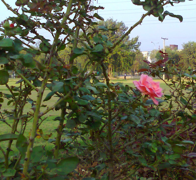 Pink Rose in Garden — Green