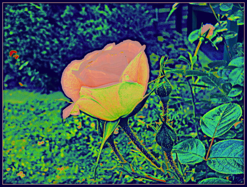 Pink Rose in Garden — Green, Vibrant
