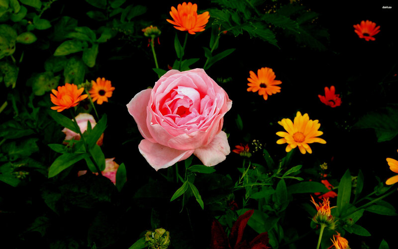 Pink Rose in Garden — Natural