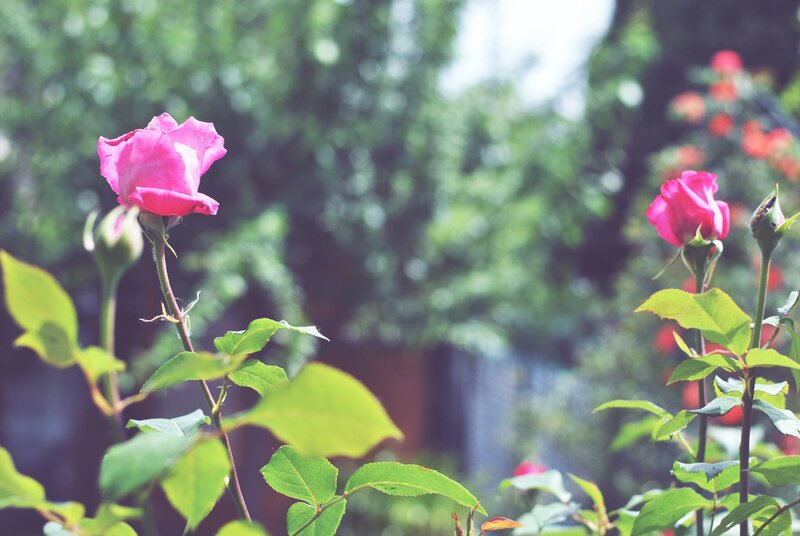 Pink Rose in Garden — Serene, Afternoon, Photograph, Bush