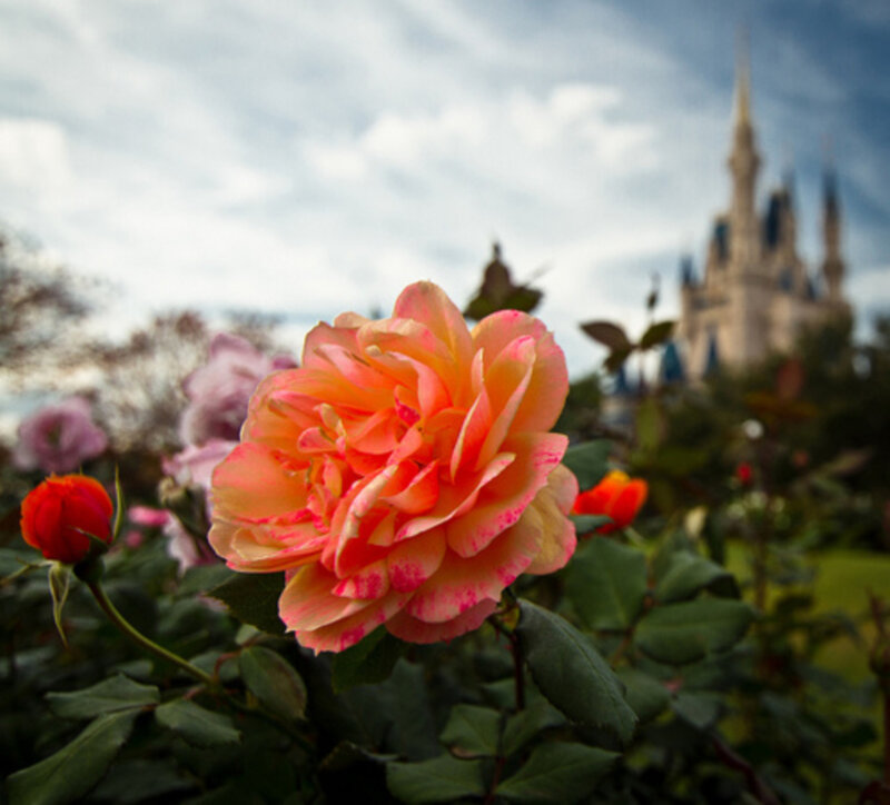 Pink Rose in Garden — Serene, Afternoon, Photograph, Castle