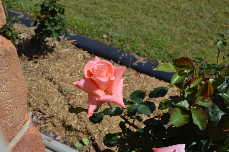 Pink Rose in Garden — Serene, Afternoon, Photograph, Grass