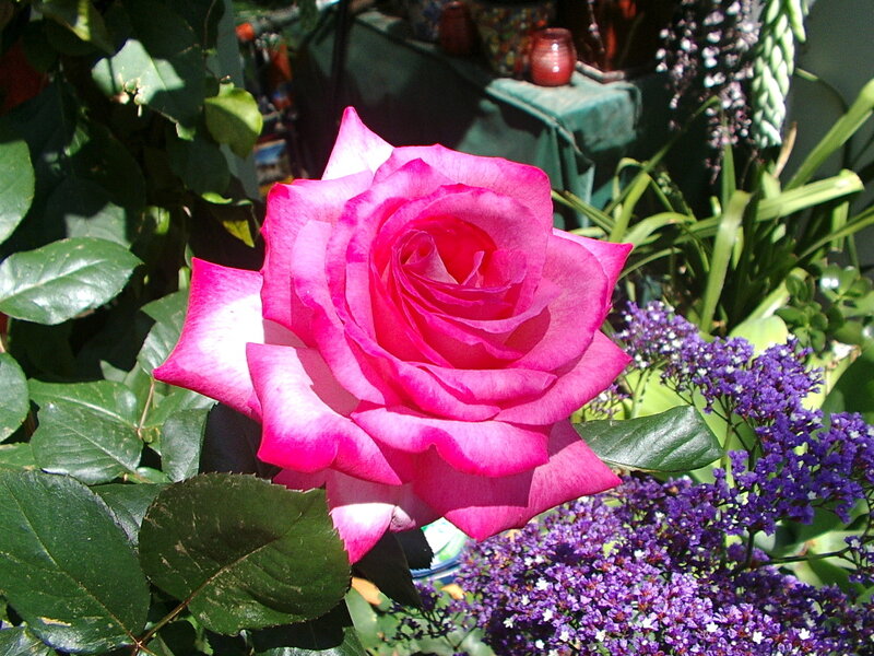 Pink Rose in Garden — Serene, Afternoon, Photograph, Green Leaves, Purple Flowers, Candles