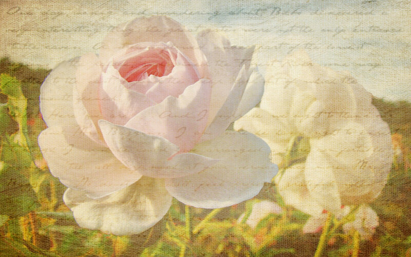 Pink Rose in Garden — Serene, Afternoon, Photograph, Script