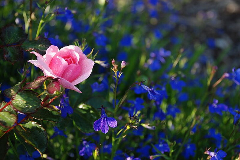 Pink Rose in Garden — Serene, Afternoon, Photograph
