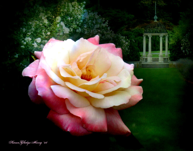 Pink Rose in Garden — Serene, Afternoon
