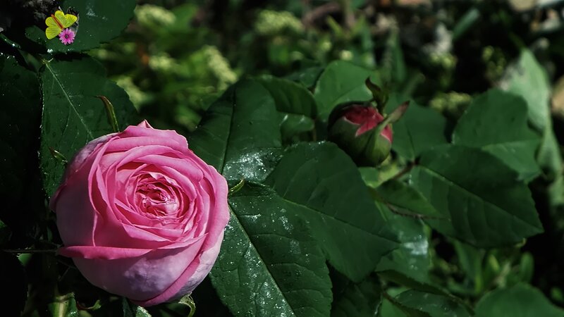 Pink Rose in Garden — Serene, Morning