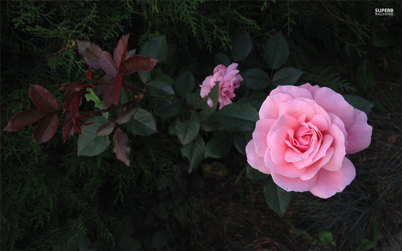 Pink Rose in Garden — Serene, Night