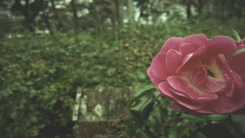 Pink Rose in Garden — Serene, Photograph