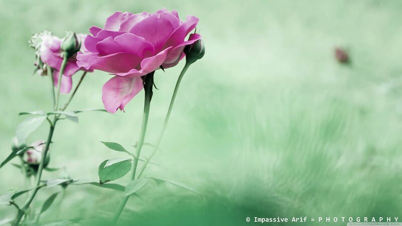 Pink Rose in Garden — Serene, Spring, Photograph, Buds
