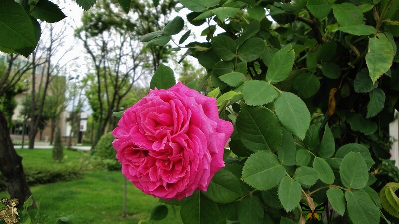 Pink Rose in Garden — Serene, Spring, Photograph, Green Leaves