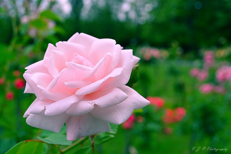 Pink Rose in Garden — Serene, Spring, Photograph