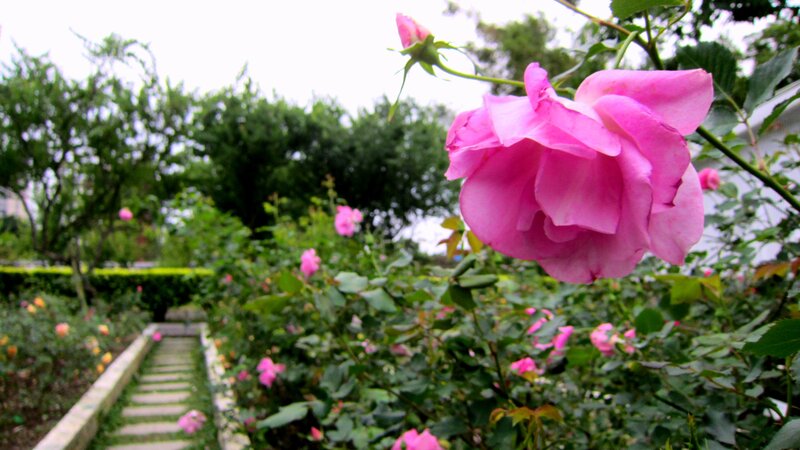 Pink Rose in Garden — Serene, Spring