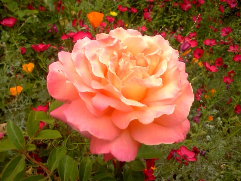 Pink Rose in Garden — Serene, Summer