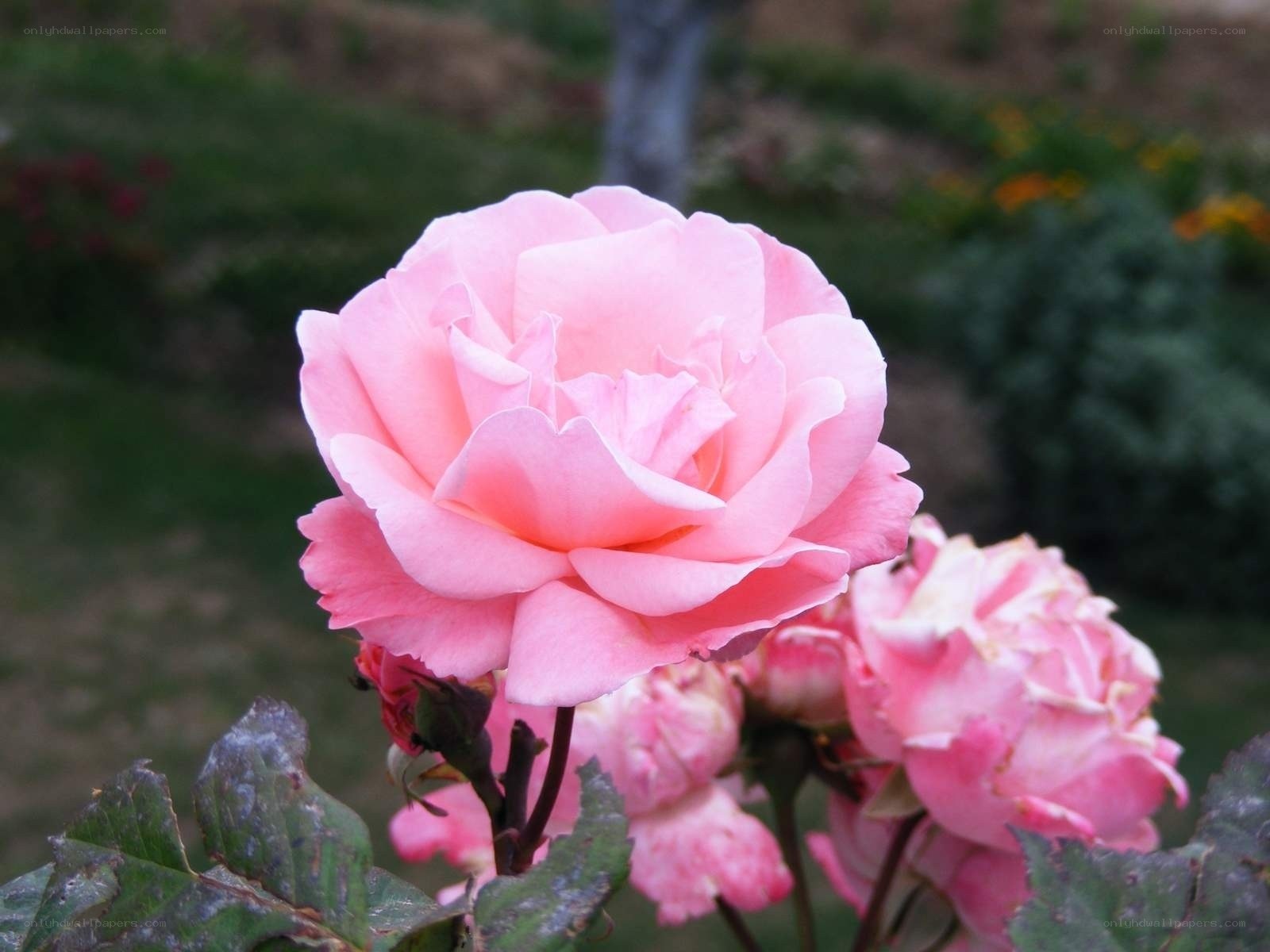 Pink rose in garden