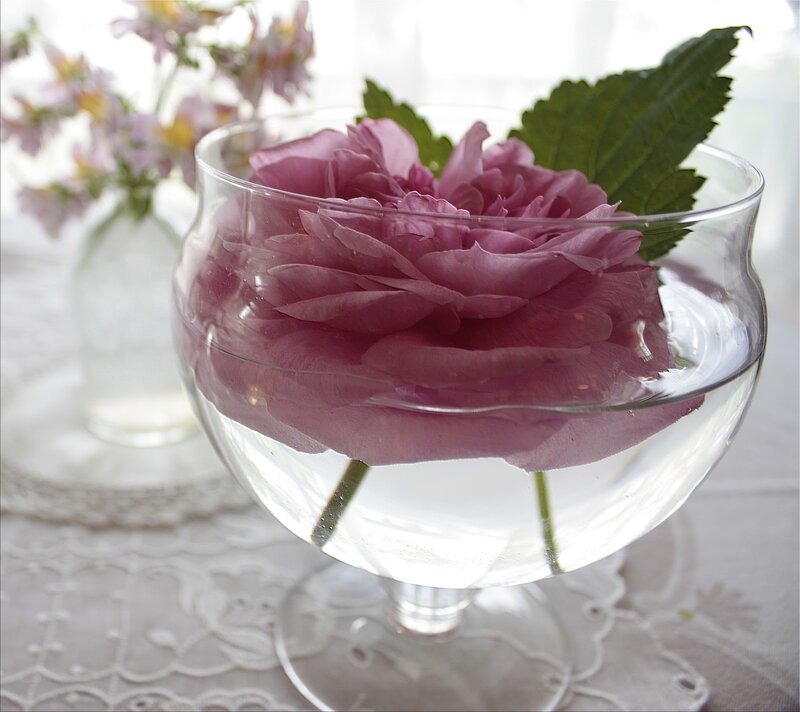 Pink Rose in Glass Bowl — Serene