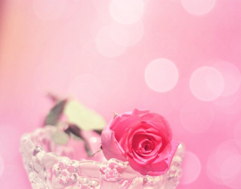 Pink Rose in Glass Bowl — Soft