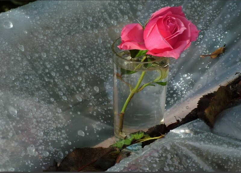 Pink Rose in Glass — Calm, Autumn