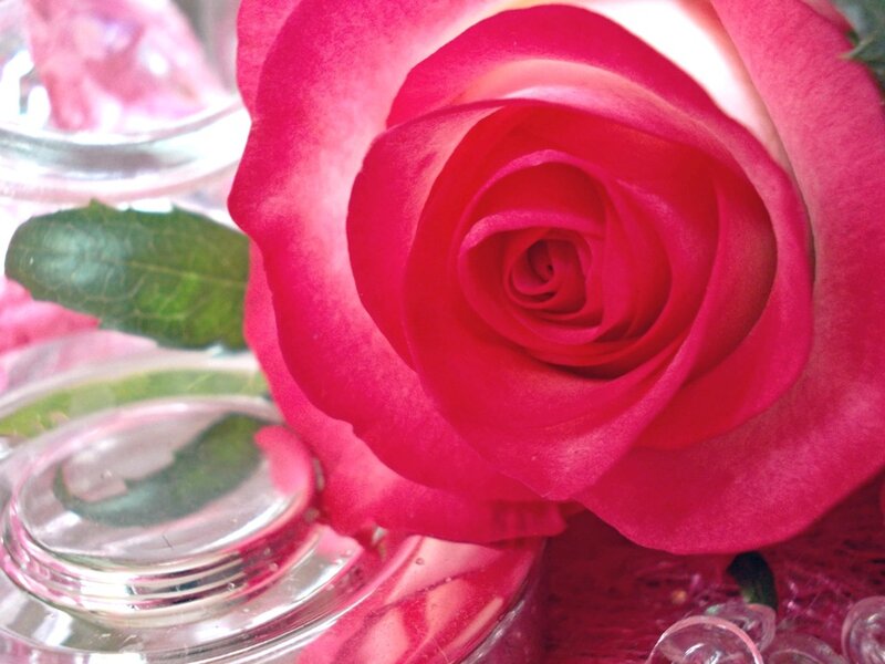 Pink Rose in Glass — Calm