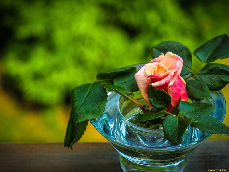 Pink Rose in Glass — Green