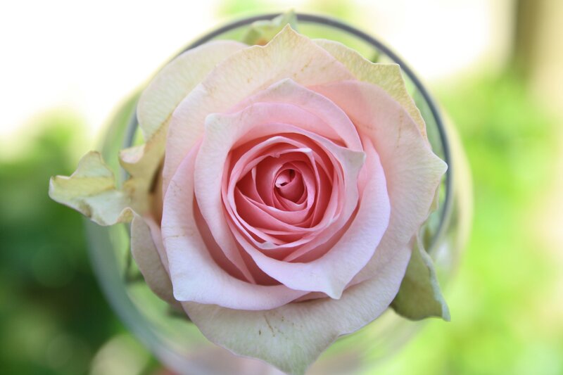 Pink Rose in Glass — Serene, Afternoon