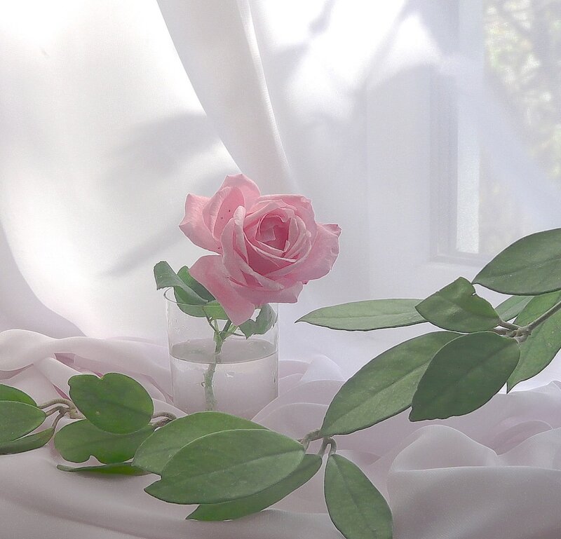 Pink Rose in Glass — Serene, Morning