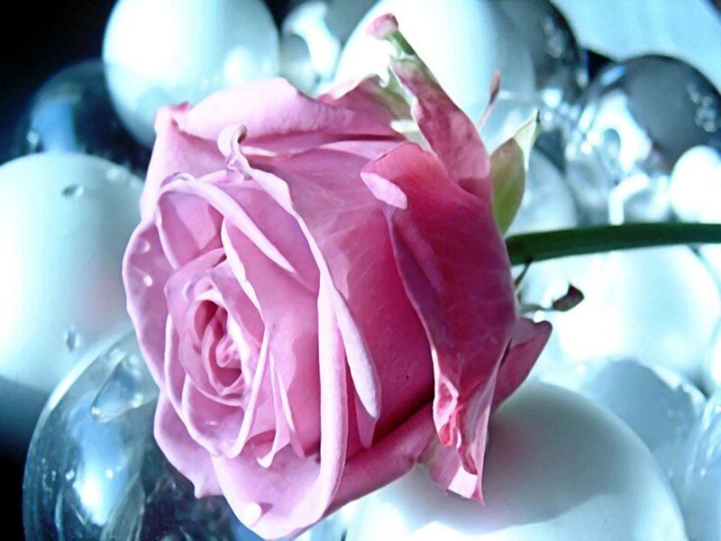 Pink Rose in Glass