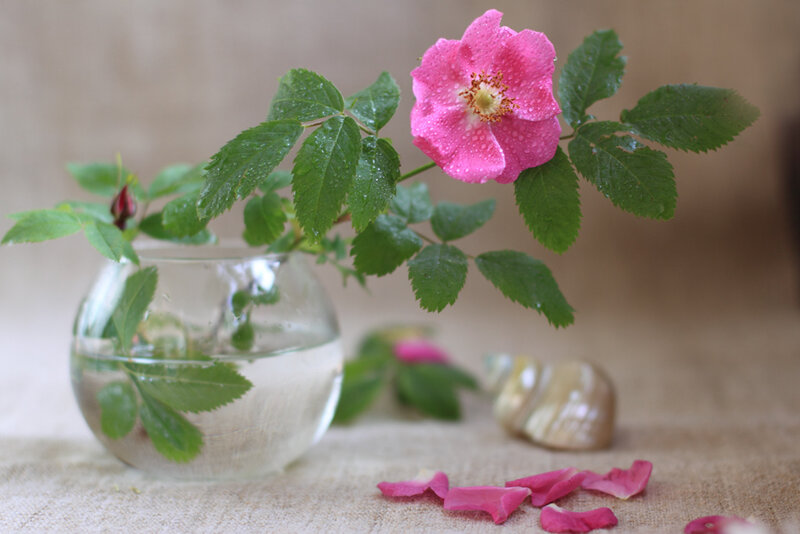 Pink Rose in Glass Vase