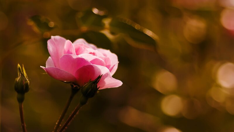 Pink rose in golden light