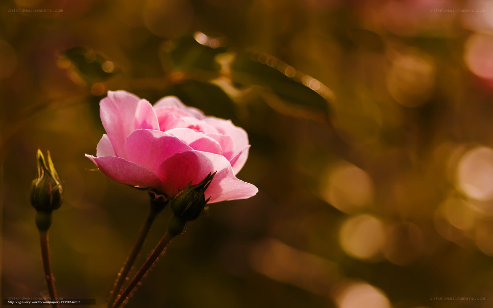 Pink rose in golden light