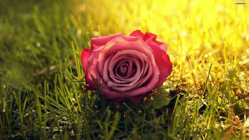 Pink Rose in Grass — Serene, Afternoon