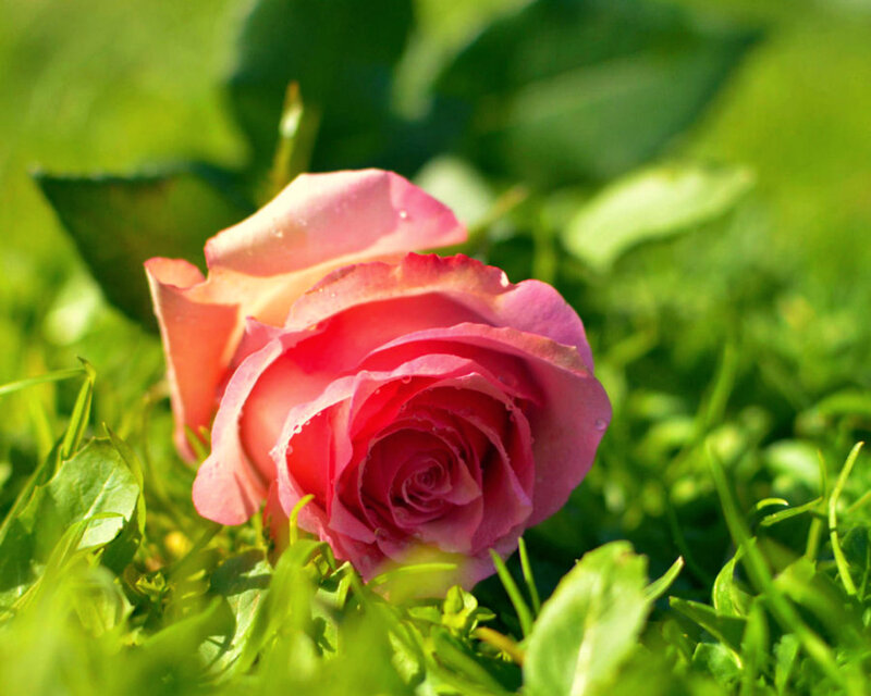 Pink Rose in Grass — Serene, Morning
