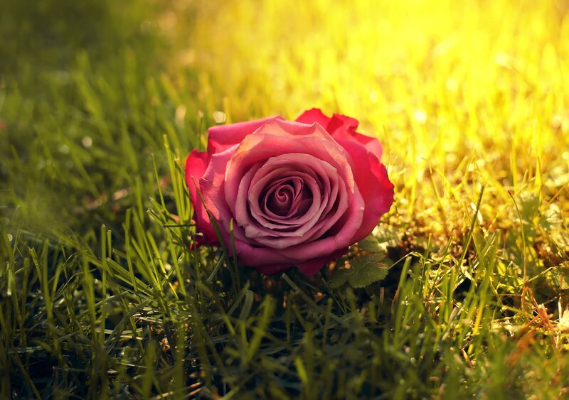 Pink Rose in Grass — Serene