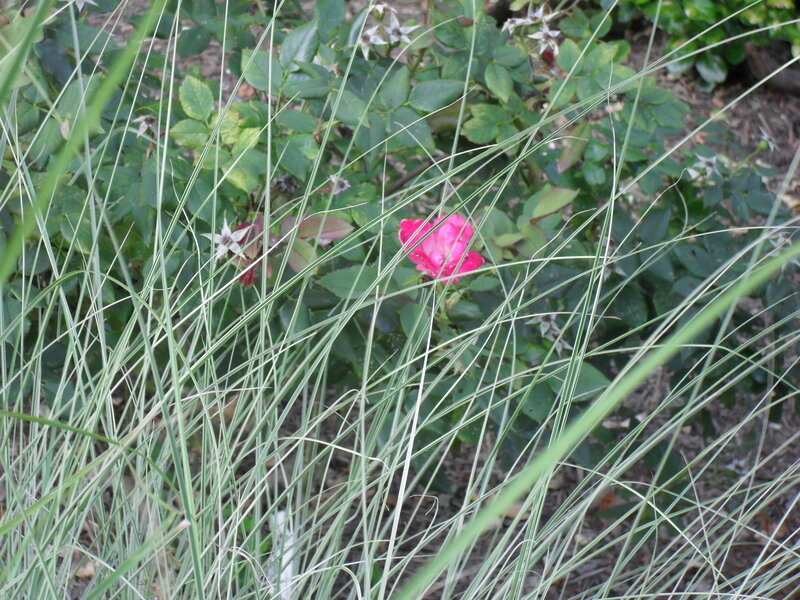 Pink Rose in Grass