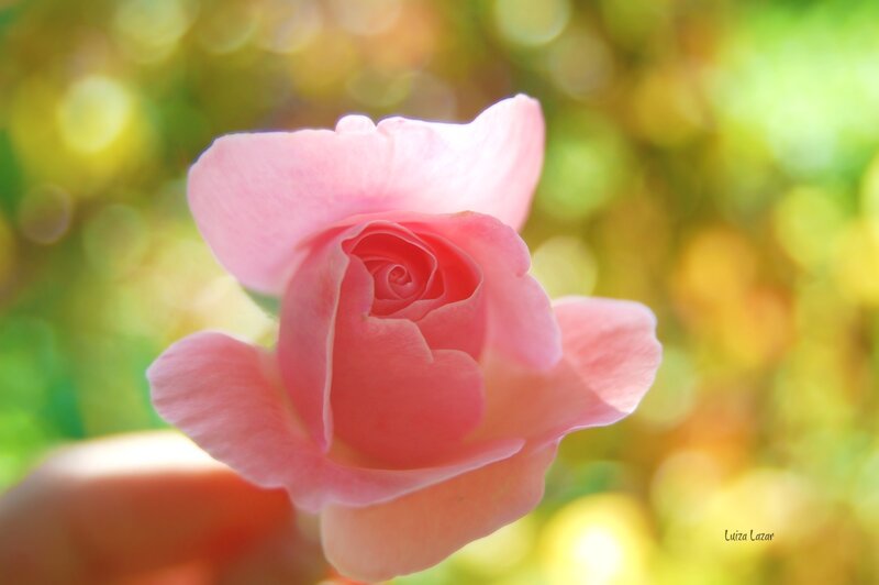 Pink Rose in Hand — Serene, Afternoon