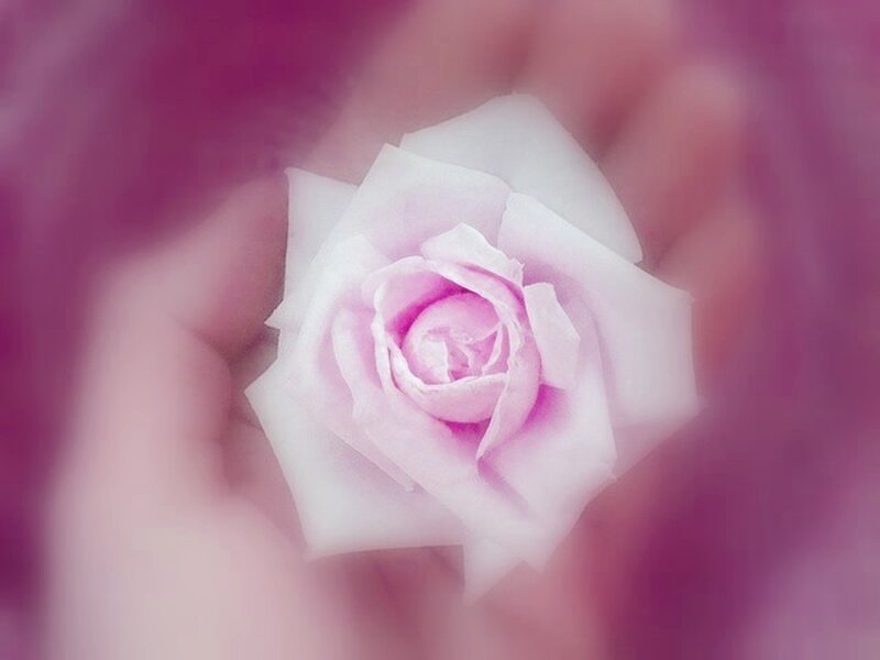 Pink Rose in Hand — Serene, Photograph
