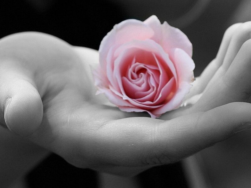 Pink Rose in Hand — Serene