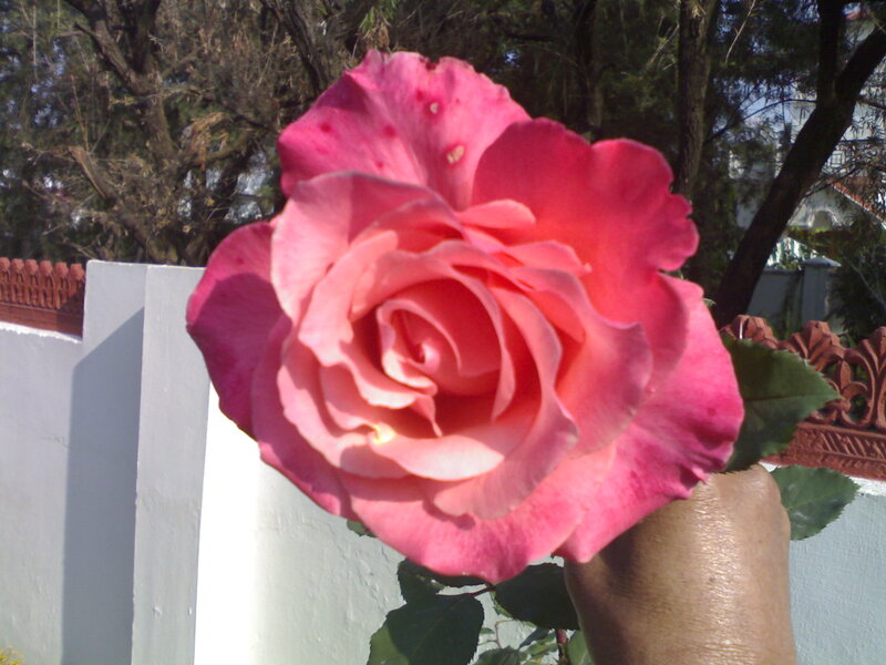 Pink Rose in Hand