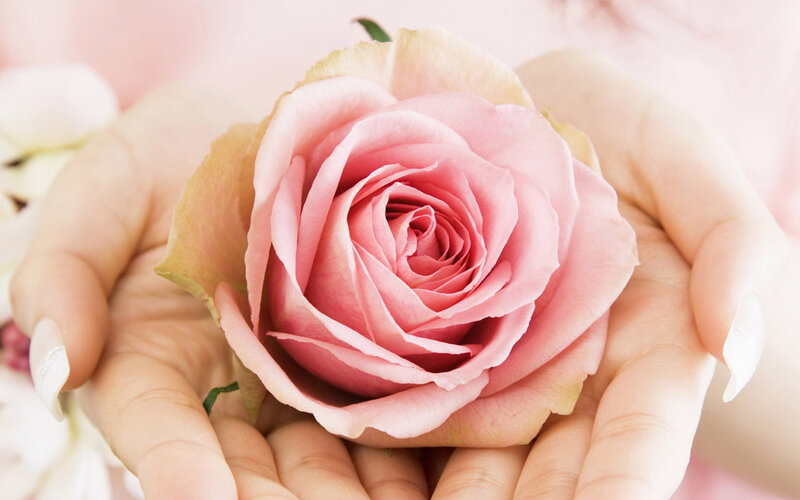 Pink Rose in Hands — Serene