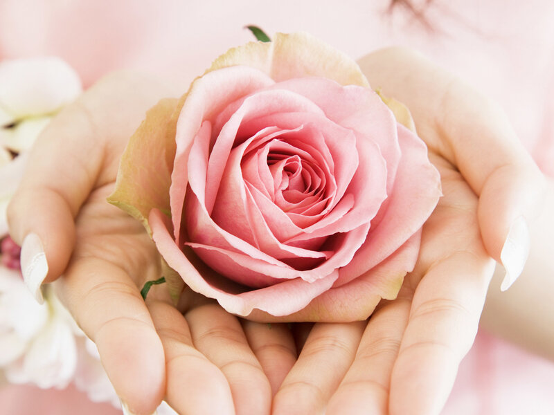 Pink Rose in Hands