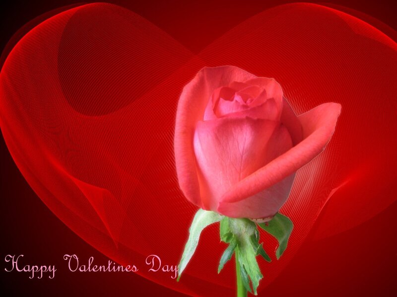 Pink Rose in Heart — Red