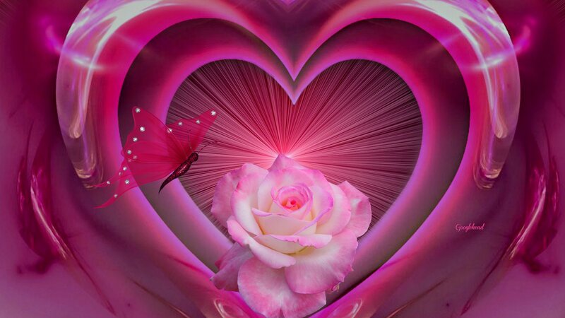 Pink Rose in Heart — Romantic