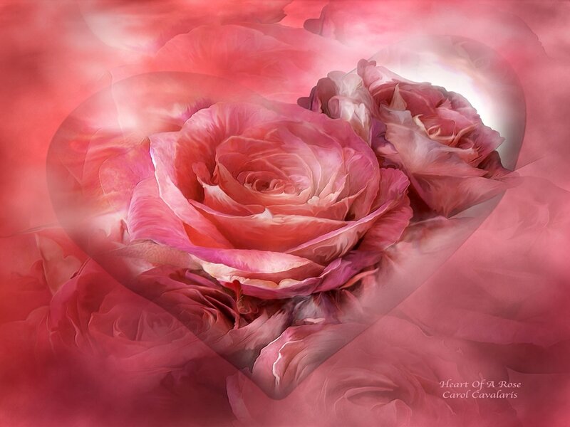 Pink Rose in Heart Shape — Serene