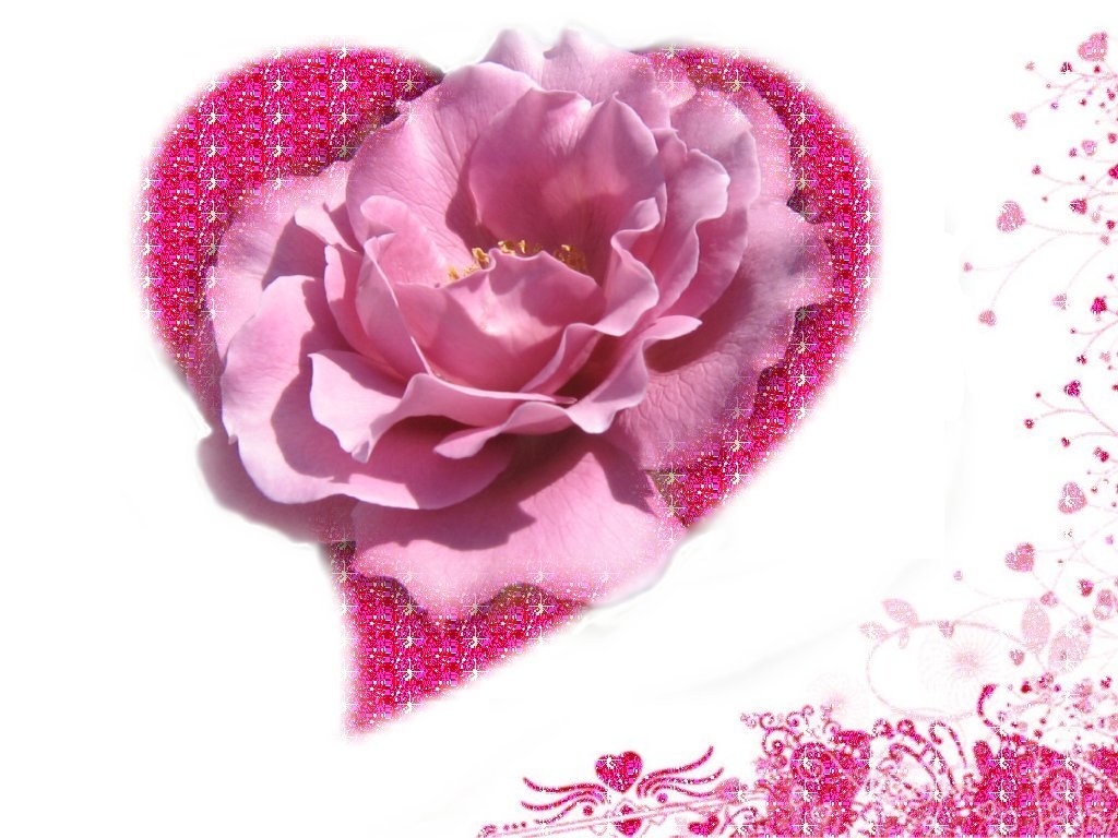 pink rose in heart shape