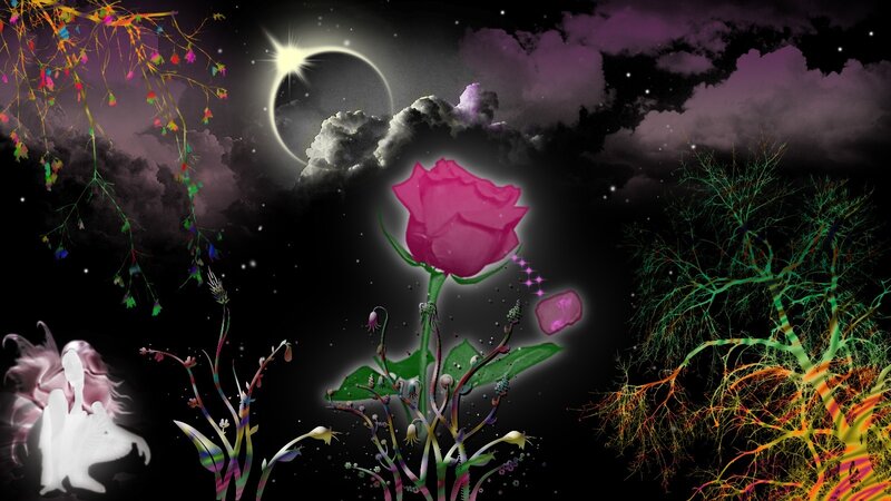 Pink Rose in Night Sky