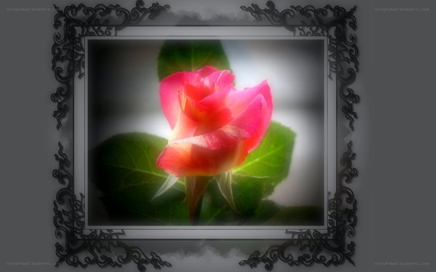 pink rose in ornate frame