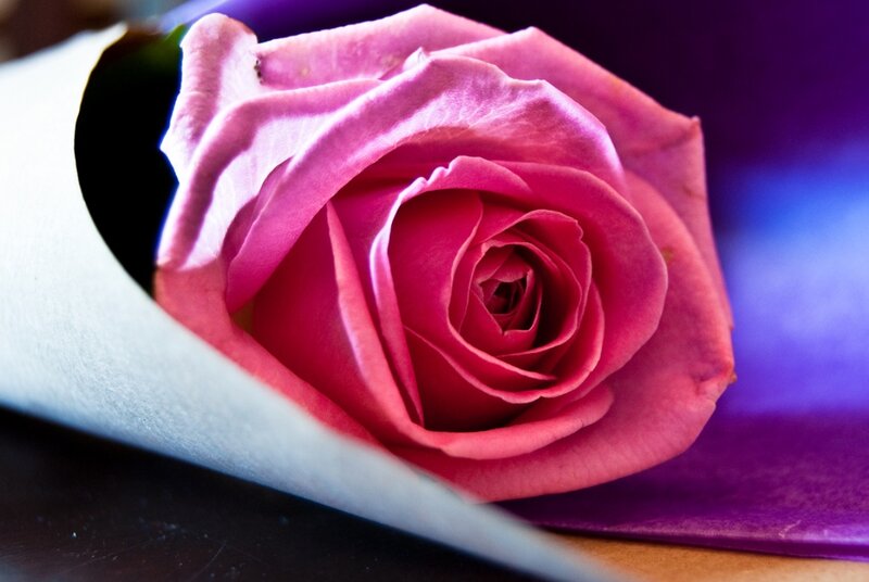 Pink Rose in Paper